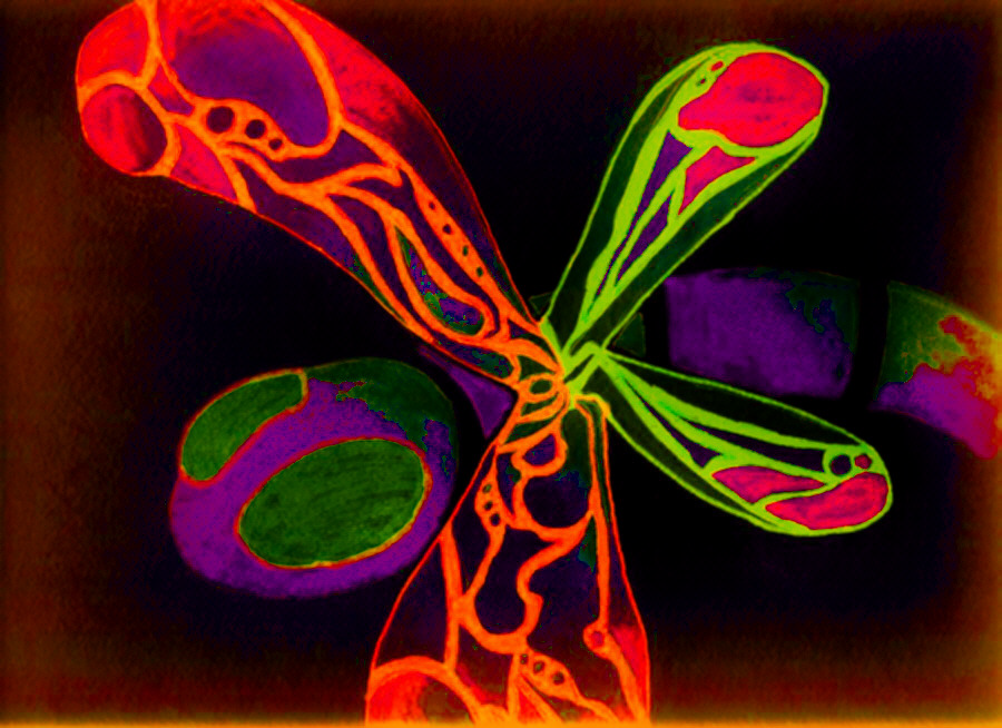 INFRARED RAGONFLY