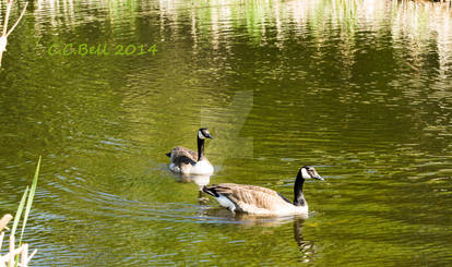 Morning Swim - Canada Geese