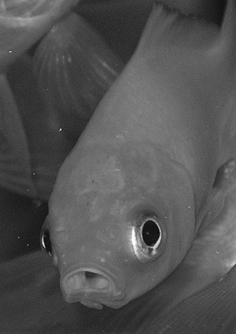 fish expression by pieme74 on DeviantArt