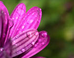 purple flower by pieme74