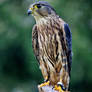 Worried Kestrel