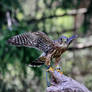 Speckled Kestrel