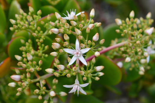 Cactus Flower