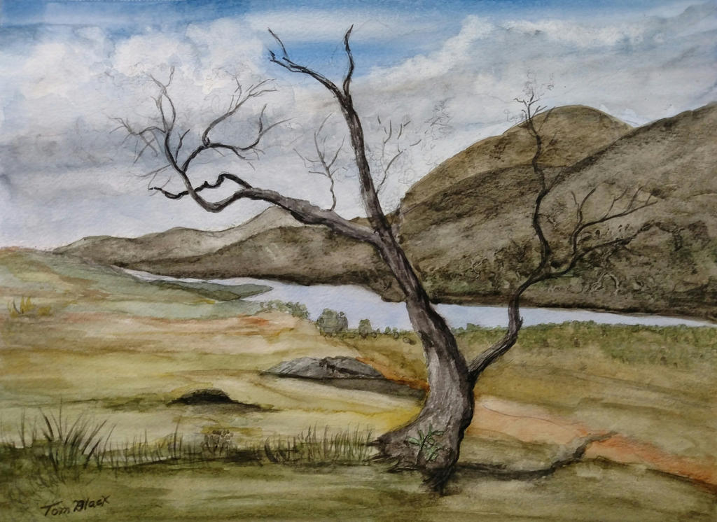 Barren Tree