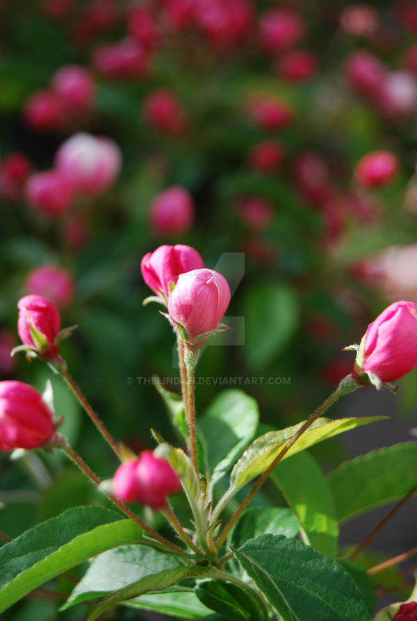 Flower Buds