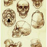 Skull and Pelvis Study