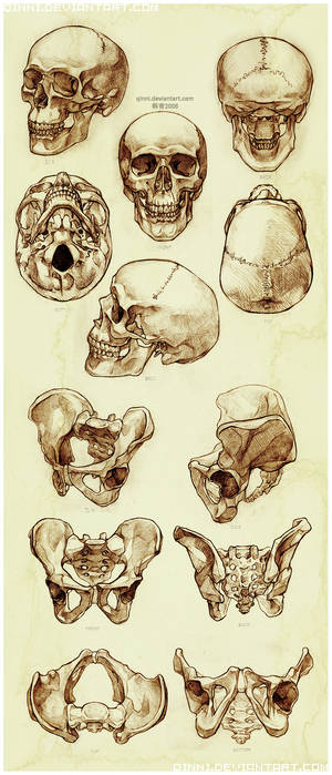 Skull and Pelvis Study