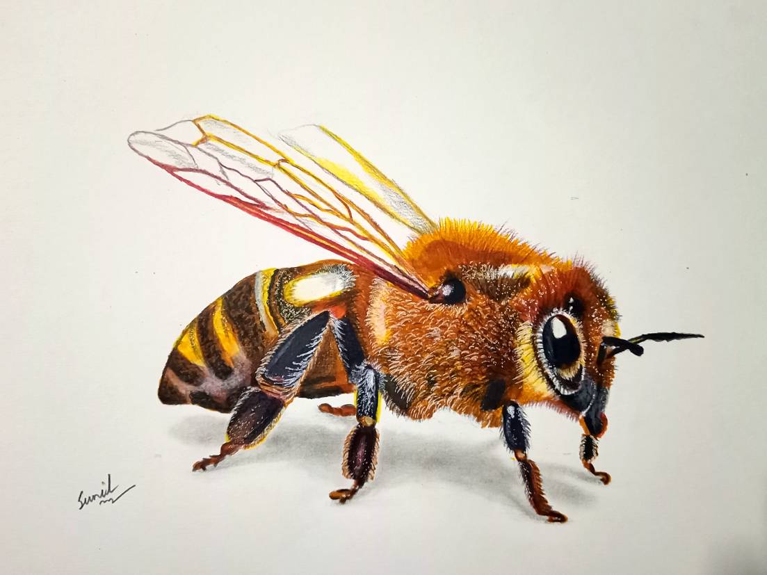 Bee Red Drawing Honey Bees Drawings