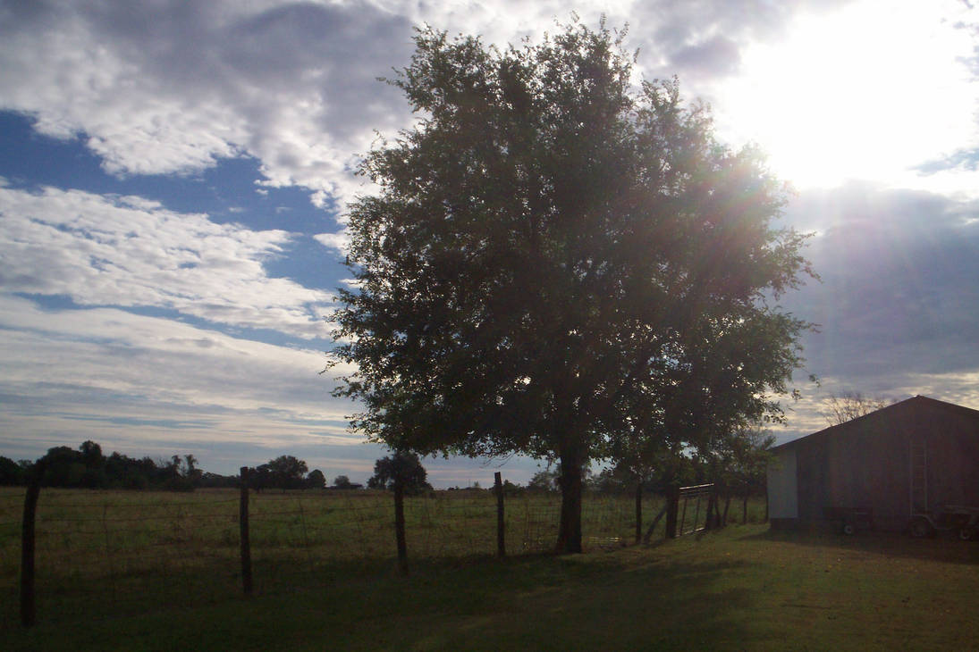 Sunshine tree