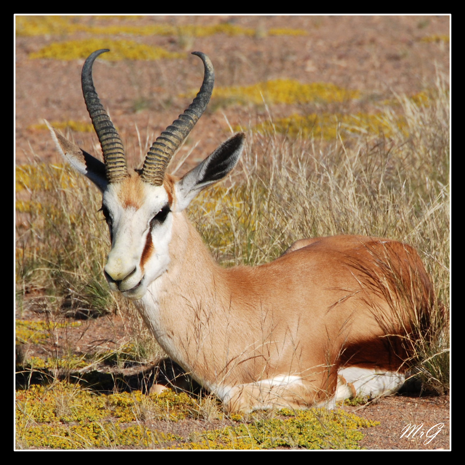 Springbok resting