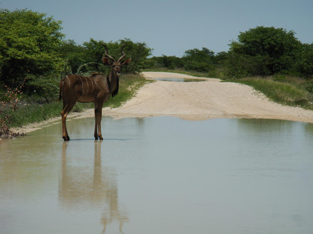 kudu on water