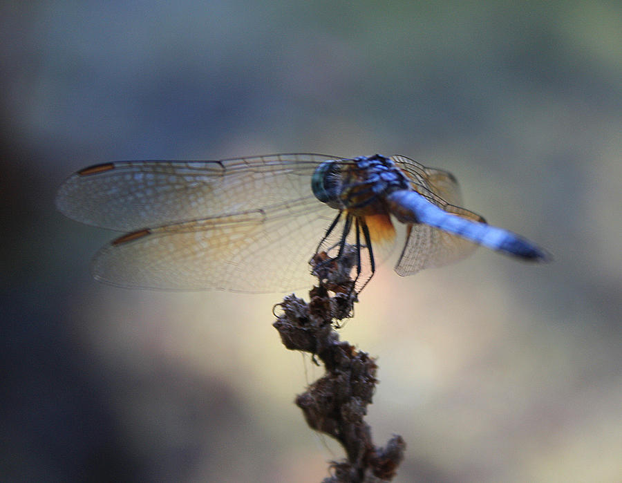 Dragonfly