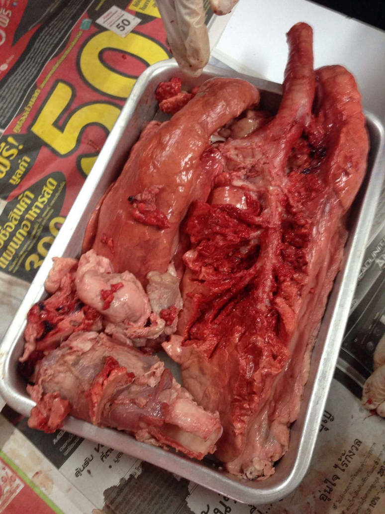 Random organs by euronymook on DeviantArt