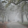 London  Misty Walk in the Park
