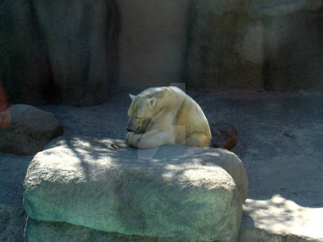 bear praying