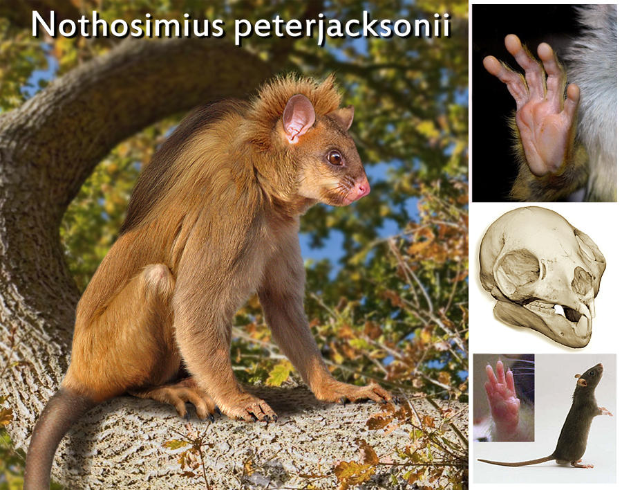 Rat-monkey by Viergacht on DeviantArt