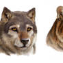Canis concolor and Puma lupus
