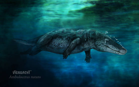 Ambulocetus natans