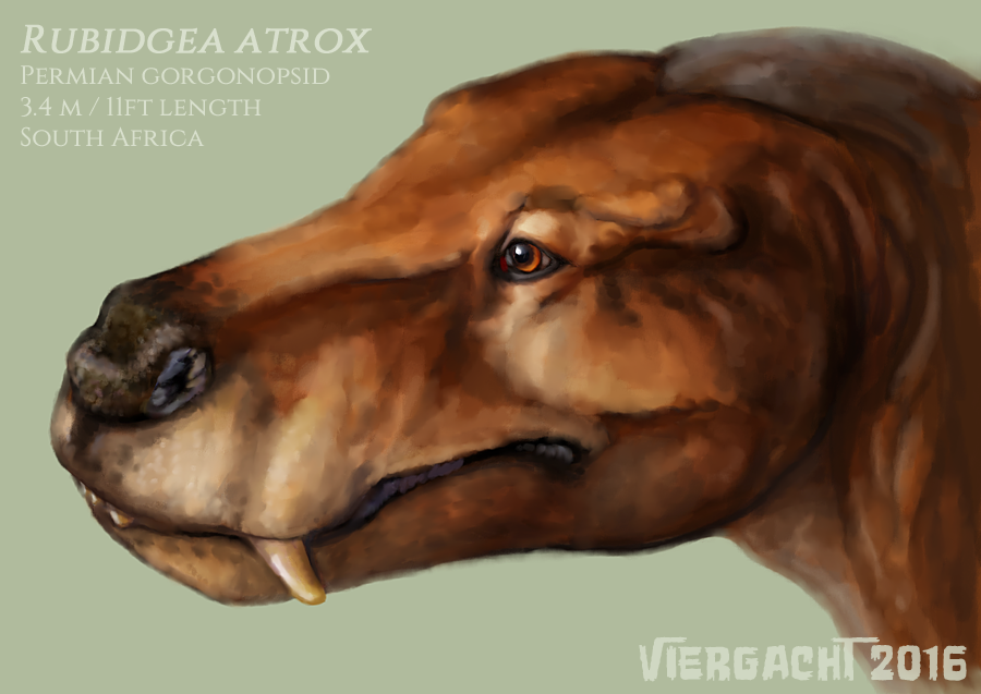 Rubidgea atrox