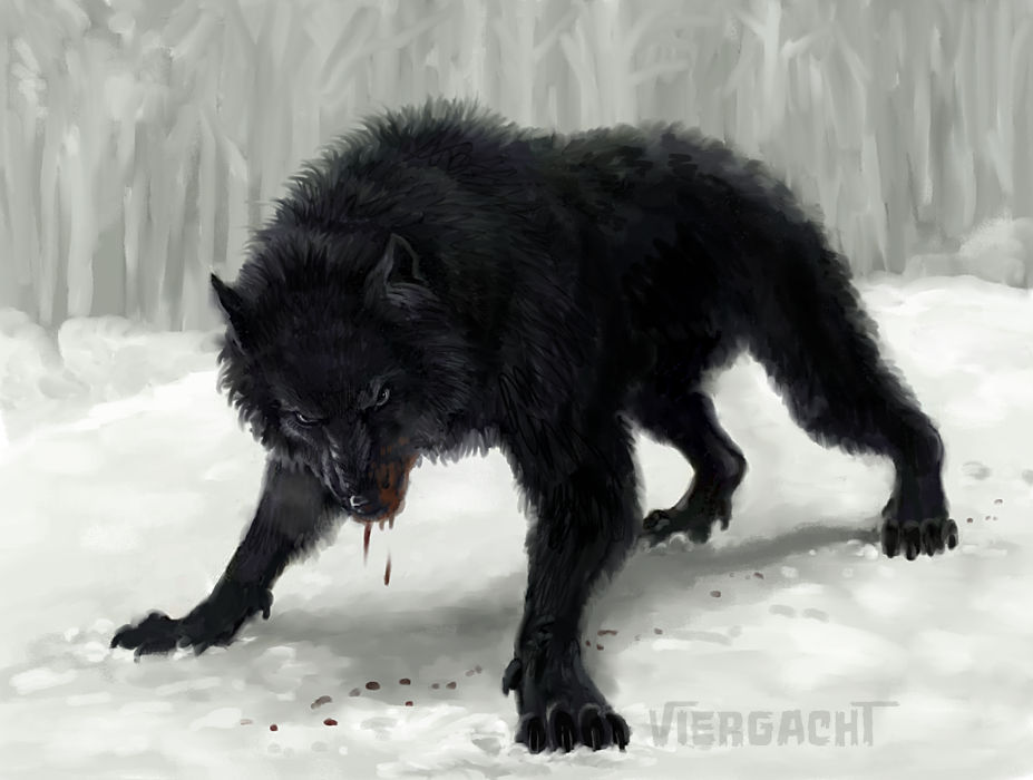 Сонник нападающий волк. Жеводанский зверь чёрный волк. Вервольф волк оборотень злой. Черный Вольф Вольф человек волк. Черный волк Альфа самец.