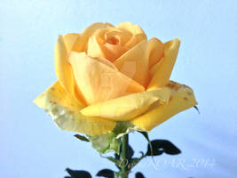 Yellow Rose