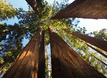 Sequoia national park