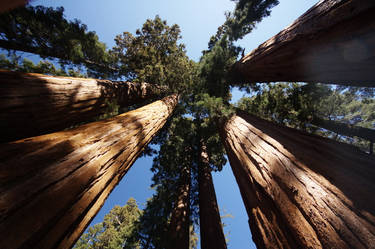 Sequoia national park 1