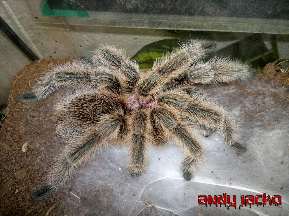 Grammostola North Northern Gold Tarantula Spider by AndyJacko