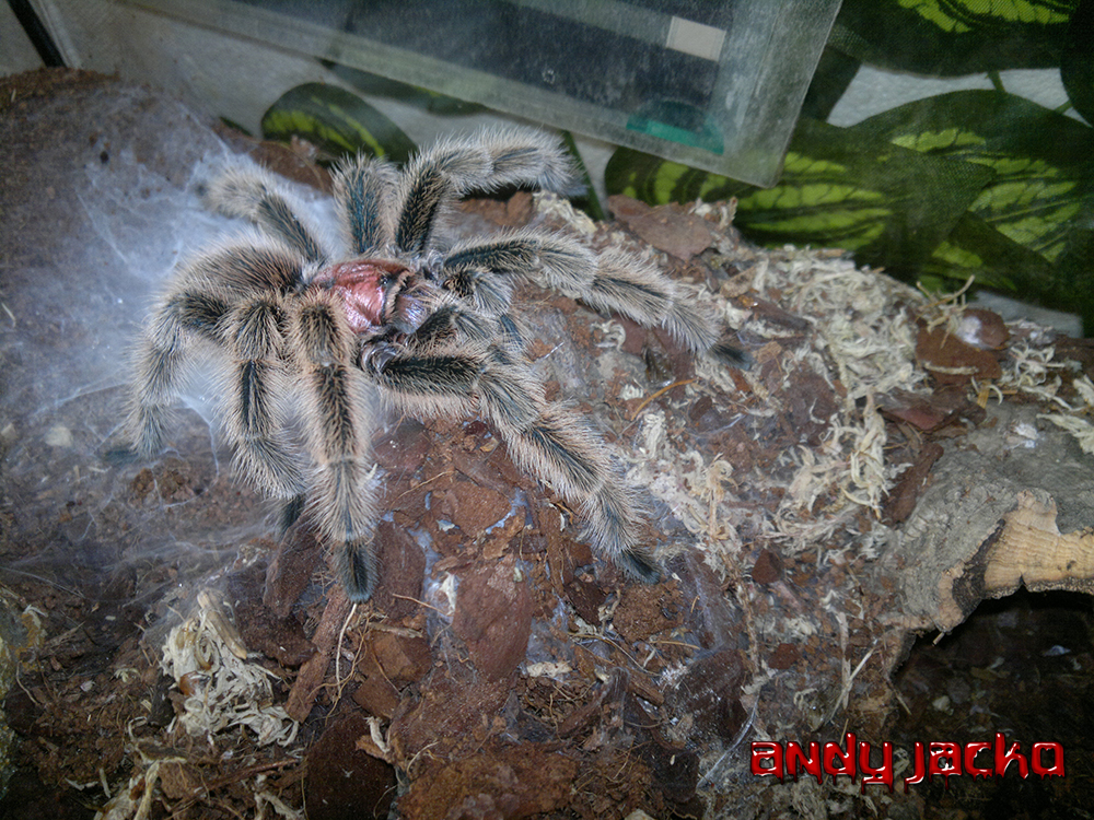 Grammostola North Northern Gold Tarantula Spider