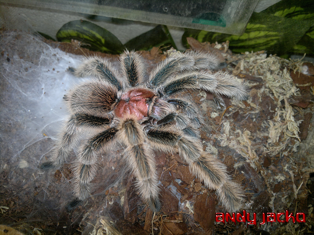 Grammostola North Northern Gold Tarantula Spider