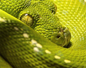 Morelia viridis