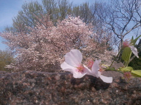 100th Anniversary of Cherry Blossoms