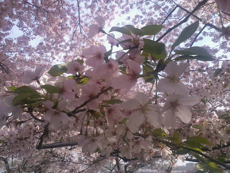 Cherry Blossom