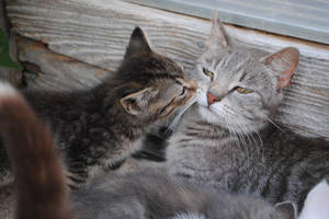 Cat Kiss by Stockingbird Cat Kiss by Stockingbird