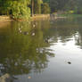 Ducks at the Pond