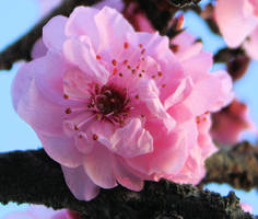 Plum Blossom