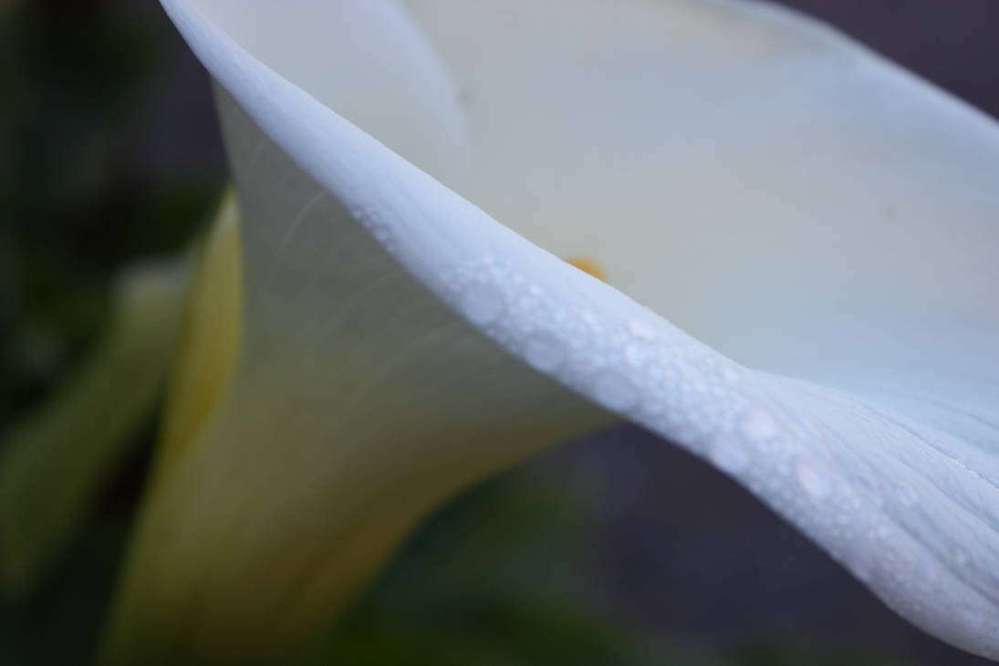 Calla dew