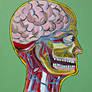 Cranium, Cortex and Cerebellum