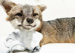 Gray Fox Soft Mount Taxidermy by LoveBizarreOddities