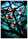 Cherry Blossom by etc-etc-etc