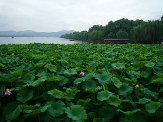 Chinese garden-5