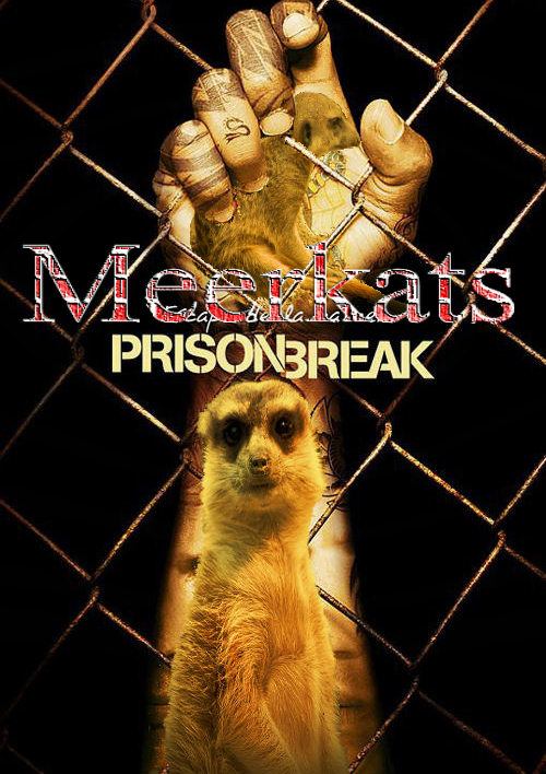 MEERKATS PB