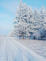 Winter photo (15)