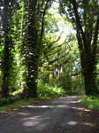 Rainforest Road 2