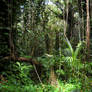 Rainforest 7