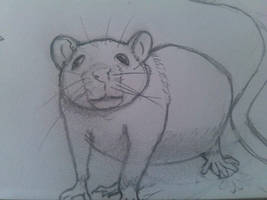 Rat Study 2