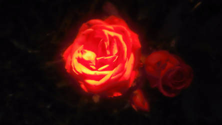 Glowing Rose