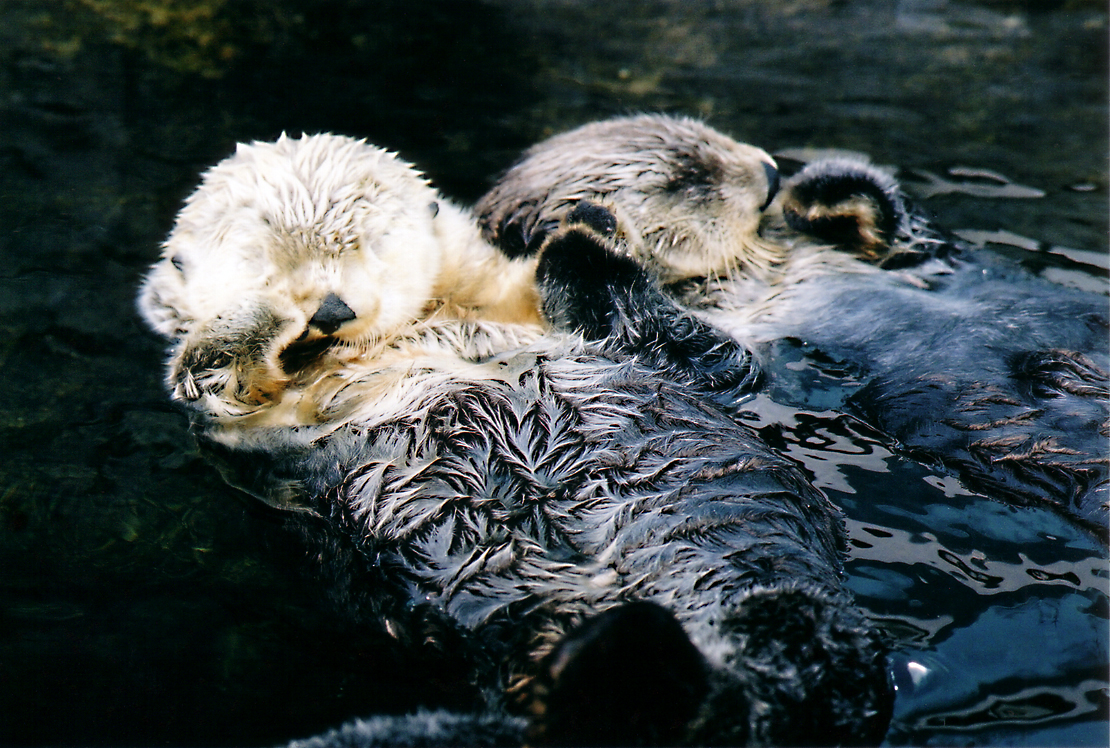 Otters