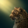 Leopard Profile 