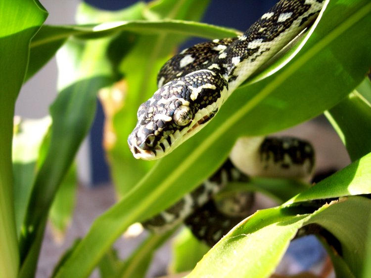 Diamond Python by aaronaqua on DeviantArt